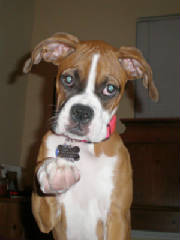 Boxer1/DaisyMae.jpg